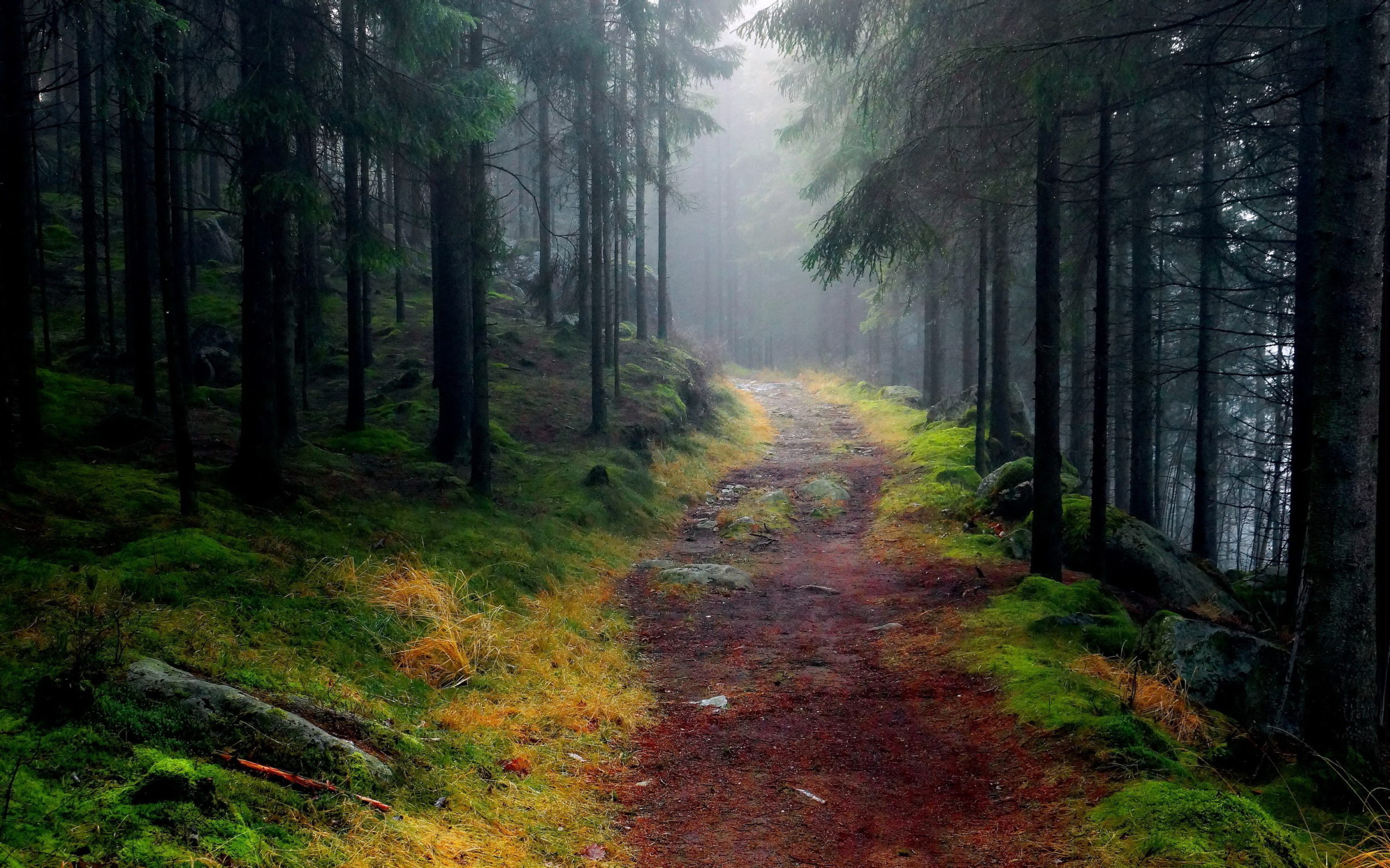 Cropped Path Through Foggy Mountain Forest 1 The Heros Journey